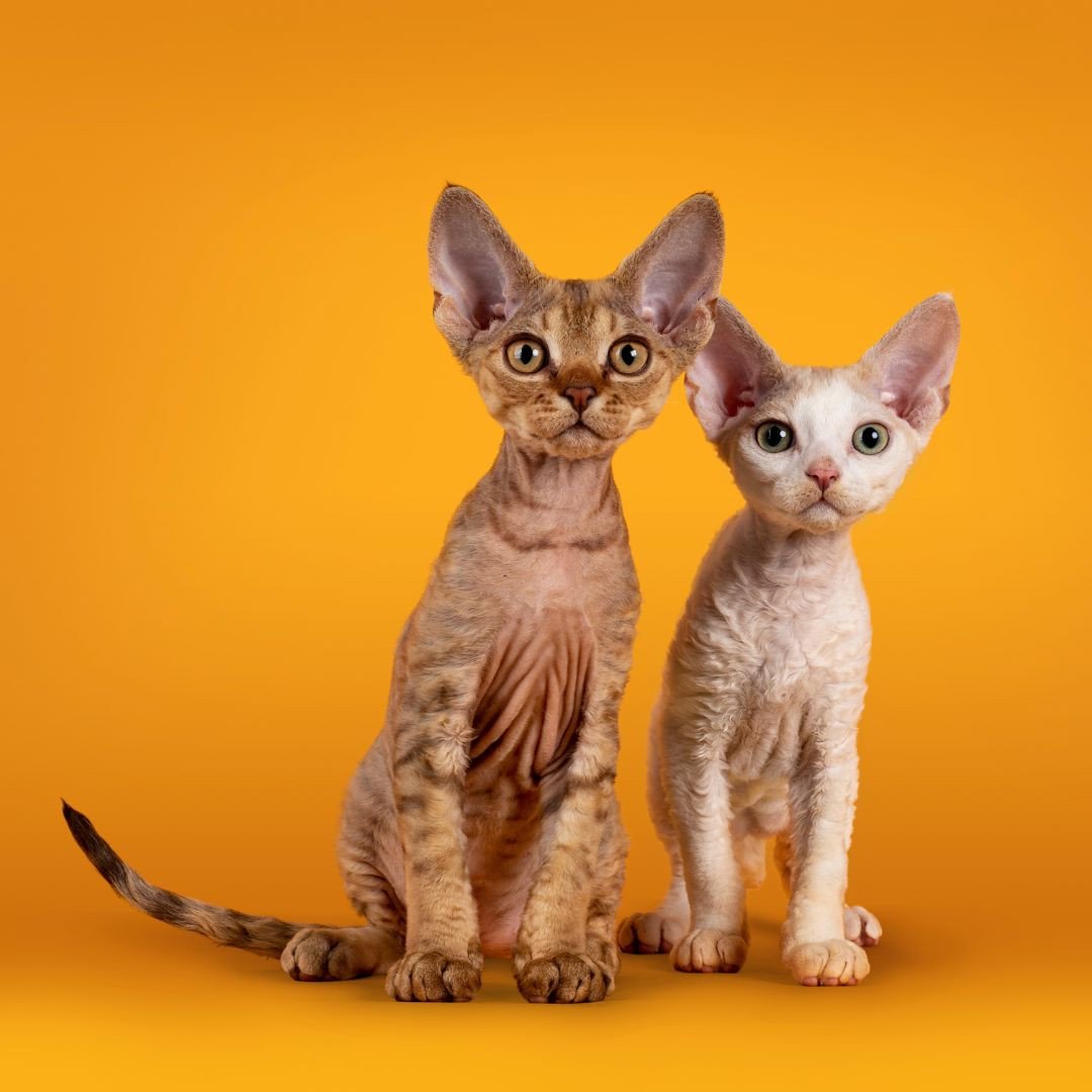 chats devon rex
