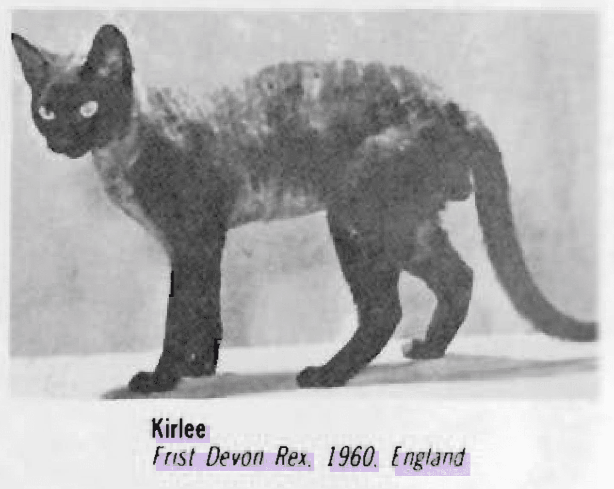 Kirlee le premier Devon Rex identifié