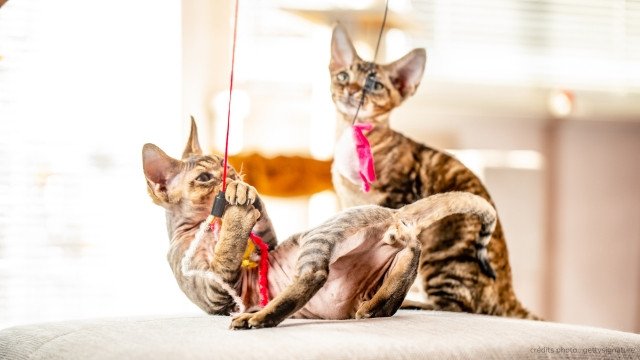 chatons devon rex qui jouent