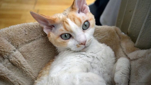 devon rex froid