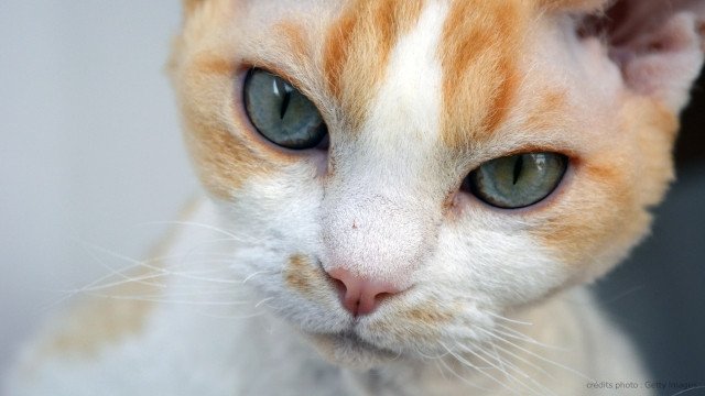 yeux devon rex