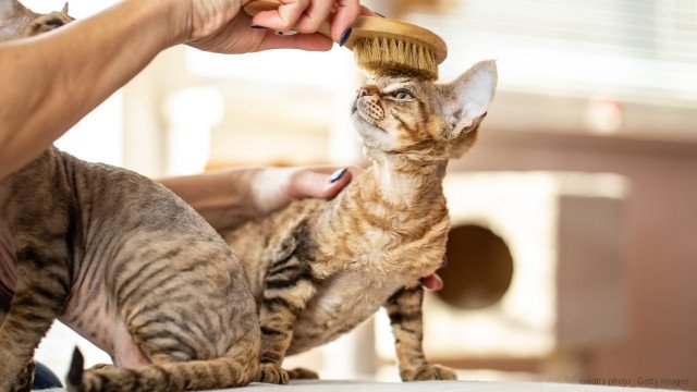 brossage devon rex