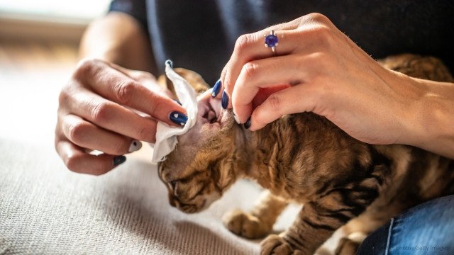 soin oreilles devon rex