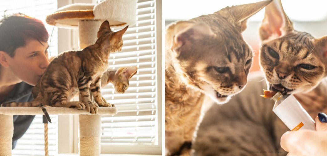 devon rex hypoallergénique ?